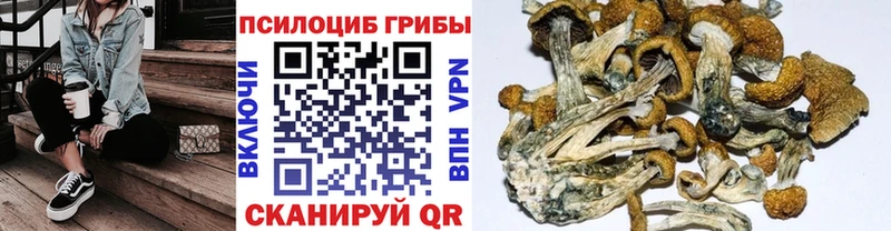 Псилоцибиновые грибы Psilocybine cubensis  Купить  Иркутск 